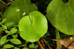 Kidneyleaf grass of Parnassus